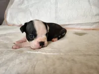 Sky, a female Boston Terrier for sale in Fresno, CA – 2 of 6