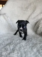 Rosie , a female Boston Terrier for sale in Fresno, CA – 4 of 5