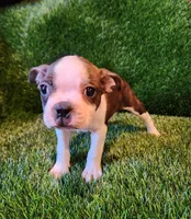 Max, a male Boston Terrier for sale in Fresno, CA – 3 of 7