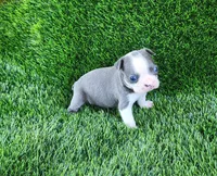 Bella, a female Boston Terrier for sale in Fresno, CA – 3 of 6