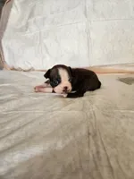 Baby, a female Boston Terrier for sale in Fresno, CA – 4 of 6