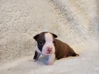 Emma, a female Boston Terrier for sale in Fresno, CA – 2 of 7