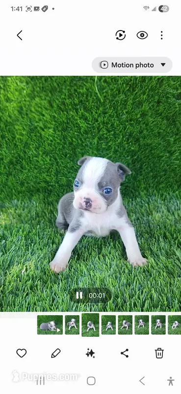 Blue – Boston Terrier puppy for sale in Fresno, CA