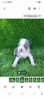 Blue, a male Boston Terrier for sale in Fresno, CA – 1 of 6