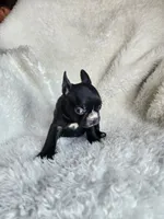 Bella, a female Boston Terrier for sale in Fresno, CA – 5 of 7