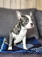 Isabella , a female Boston Terrier for sale in Fresno, CA – 3 of 9