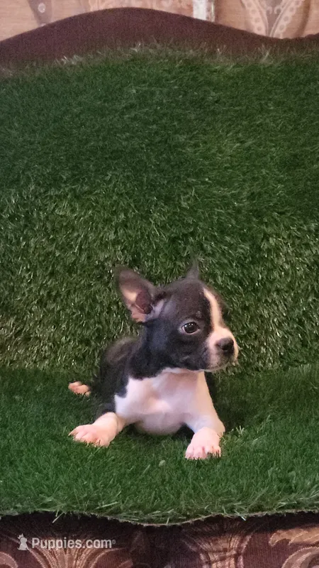 Daisy  – Boston Terrier puppy for sale in Fresno, CA