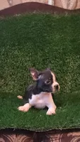 Daisy , a female Boston Terrier for sale in Fresno, CA – 1 of 7