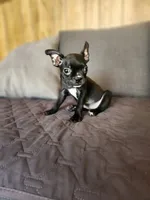 Emma, a female Boston Terrier and French Bulldog for sale in Fresno, CA – 3 of 5