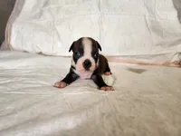 Snow, a female Boston Terrier for sale in Fresno, CA – 7 of 7