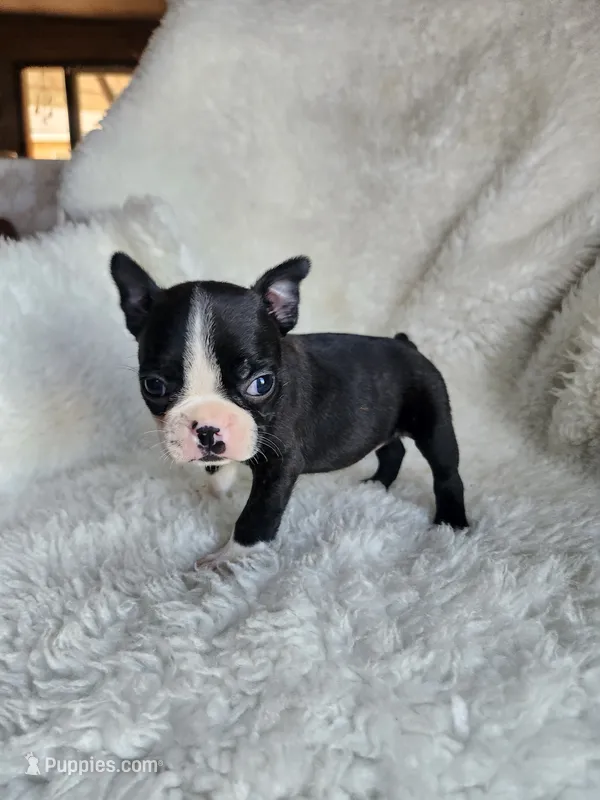 Zully – Boston Terrier puppy for sale in Fresno, CA