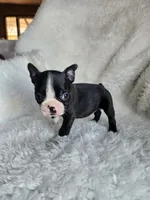 Zully, a female Boston Terrier for sale in Fresno, CA – 1 of 3