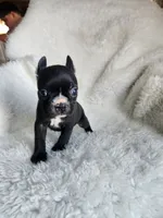 Bella, a female Boston Terrier for sale in Fresno, CA – 7 of 7