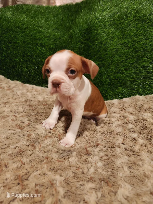 Brownie  – Boston Terrier puppy for sale in Fresno, CA