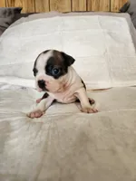 Gus, a male Boston Terrier for sale in Fresno, CA – 4 of 6