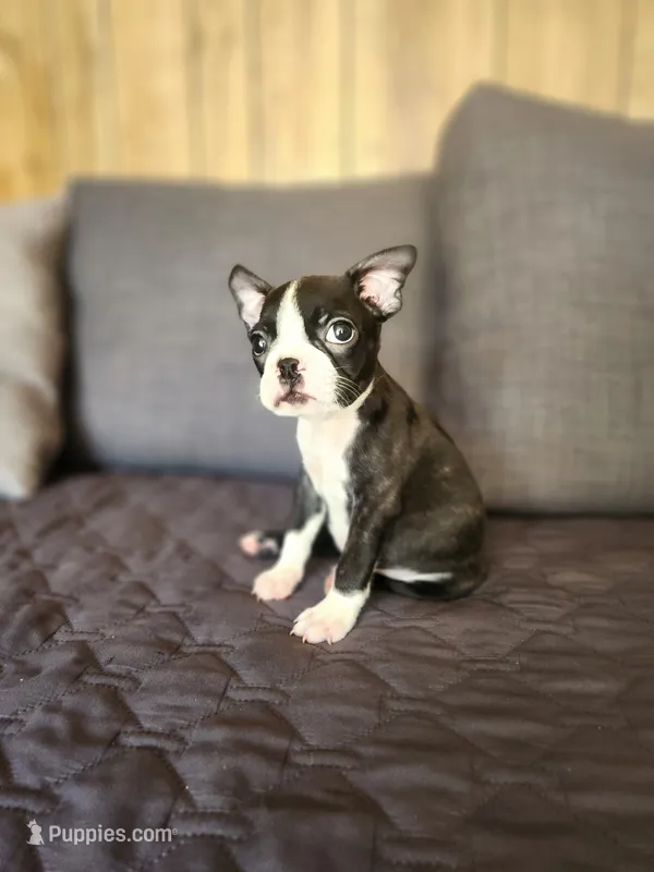 Zully  – Boston Terrier puppy for sale in Fresno, CA