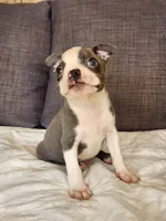 King Coby, a male Boston Terrier for sale in Fresno, CA – 10 of 10