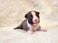 Princess , a female Boston Terrier for sale in Fresno, CA – 3 of 7