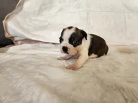 Gus, a male Boston Terrier for sale in Fresno, CA – 2 of 6