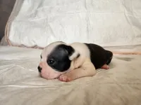 Sky, a female Boston Terrier for sale in Fresno, CA – 4 of 6