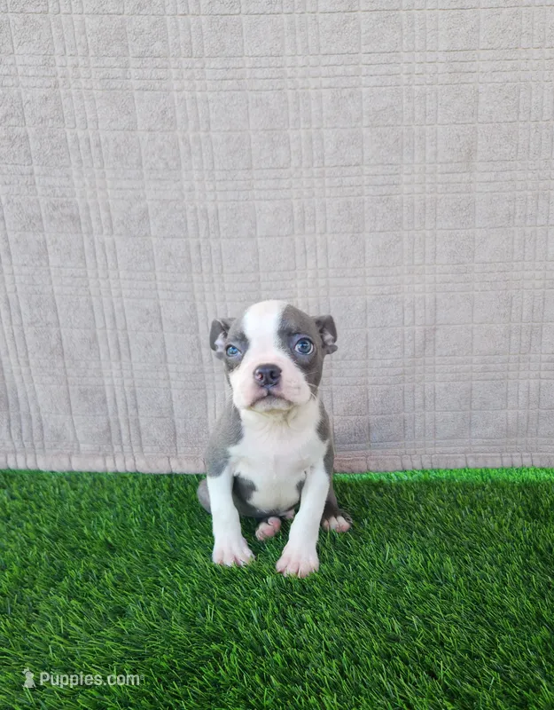 Rocky  – Boston Terrier puppy for sale in Fresno, CA