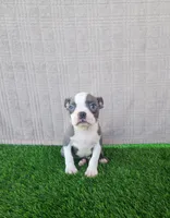 Rocky , a male Boston Terrier for sale in Fresno, CA – 1 of 7