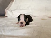 Pebbles , a male Boston Terrier for sale in Fresno, CA – 5 of 7