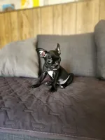 Emma, a female Boston Terrier and French Bulldog for sale in Fresno, CA – 2 of 5