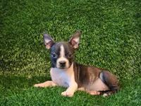 Daisy , a female Boston Terrier for sale in Fresno, CA – 7 of 7