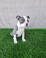 Rocky , a male Boston Terrier for sale in Fresno, CA – 6 of 7