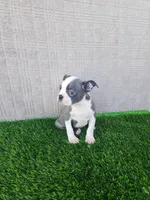 Rocky , a male Boston Terrier for sale in Fresno, CA – 3 of 7
