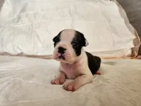 Sky, a female Boston Terrier for sale in Fresno, CA – 6 of 6