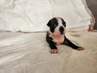 Snow, a female Boston Terrier for sale in Fresno, CA – 6 of 7