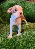 Brown , a male Boston Terrier for sale in Fresno, CA – 7 of 8