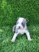 Blue, a male Boston Terrier for sale in Fresno, CA – 6 of 6