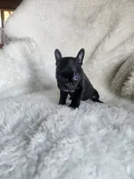 Coby , a male Boston Terrier for sale in Fresno, CA – 7 of 7