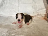 Coby, a male Boston Terrier for sale in Fresno, CA – 4 of 7