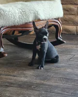 Bella , a female Boston Terrier and French Bulldog for sale in Fresno, CA – 4 of 7