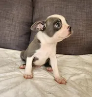King Coby, a male Boston Terrier for sale in Fresno, CA – 5 of 10