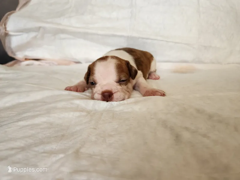 Brownie  – Boston Terrier puppy for sale in Fresno, CA