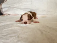 Brownie , a male Boston Terrier for sale in Fresno, CA – 1 of 7