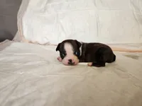 Baby, a female Boston Terrier for sale in Fresno, CA – 5 of 6