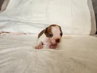 Brownie , a male Boston Terrier for sale in Fresno, CA – 2 of 7