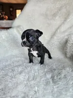 Rosie , a female Boston Terrier for sale in Fresno, CA – 5 of 5