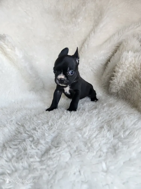Bella – Boston Terrier puppy for sale in Fresno, CA