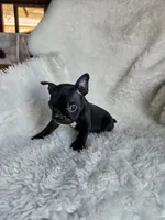 Emma, a female Boston Terrier for sale in Fresno, CA – 4 of 5