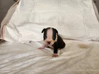 Pebbles , a male Boston Terrier for sale in Fresno, CA – 6 of 7
