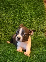 Daisy , a female Boston Terrier for sale in Fresno, CA – 2 of 7