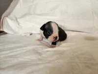 Pebbles , a male Boston Terrier for sale in Fresno, CA – 4 of 7