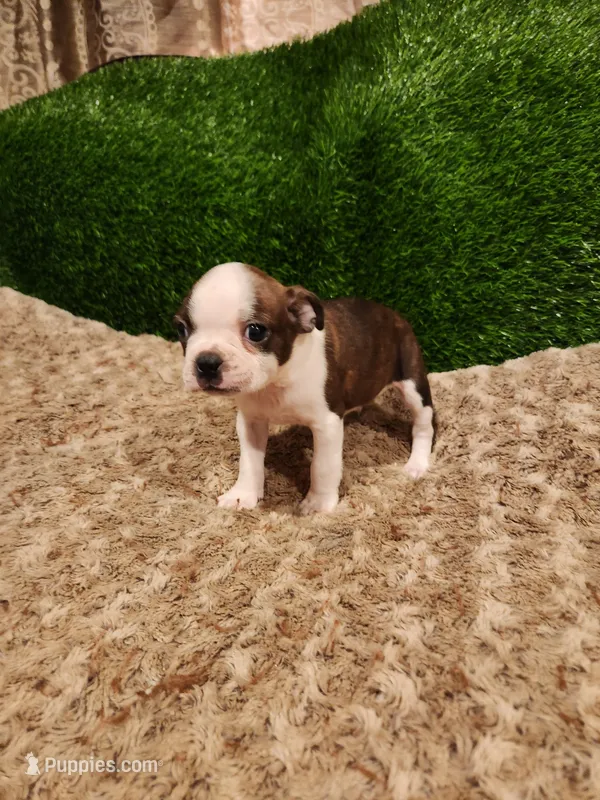 Coby – Boston Terrier puppy for sale in Fresno, CA